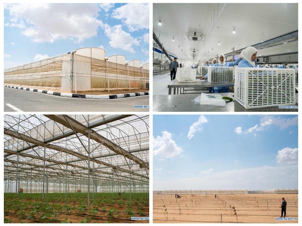Interview: China’s greenhouse technologies turn Egypt’s desert green