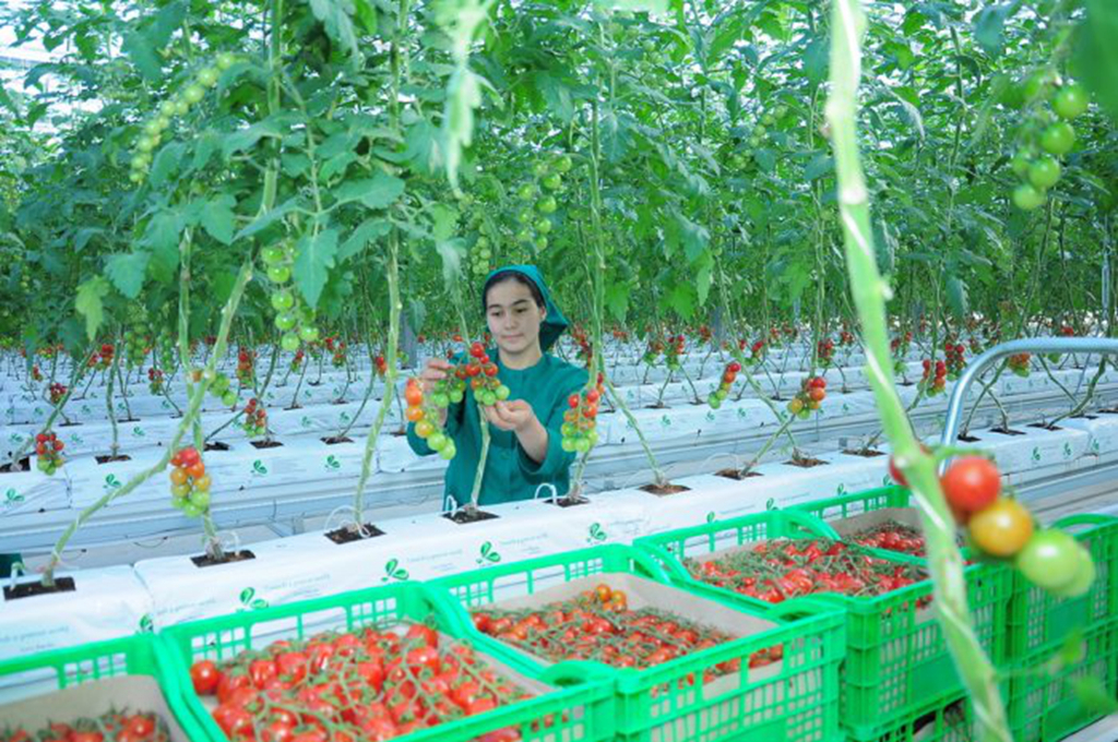 Turkmenistán: Cinco hectáreas de invernadero de alta tecnología lanzado