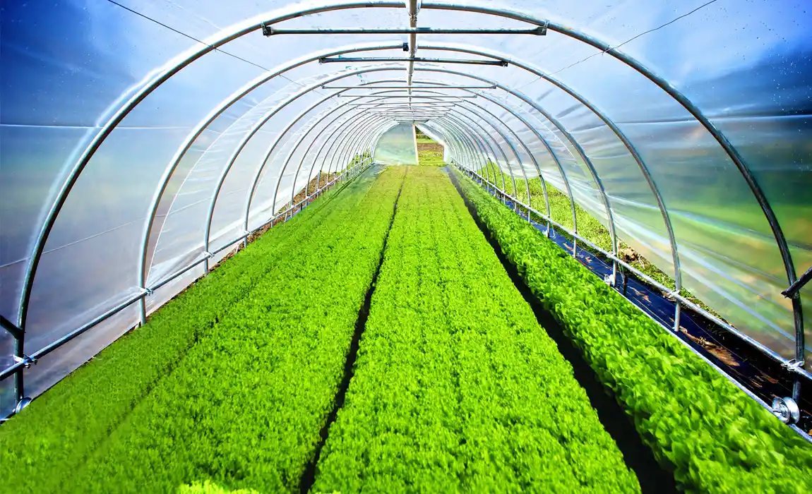 greenhouse plastic film