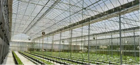Beijing Fenglong Toyotani Film for melon growing greenhouse