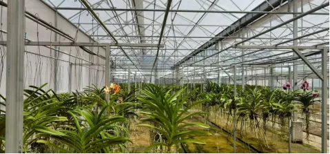 Beijing Fenglong Toyotani Greenhouse film for orchid cultivation